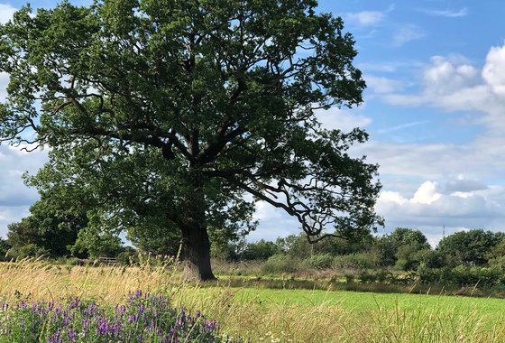 Meadows tree.JPG